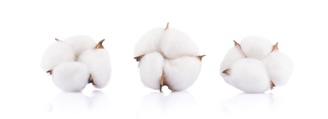 Dry cotton flowers on white background
