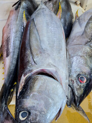 Close-up portrait of yellowfin tuna in a market - stock photo