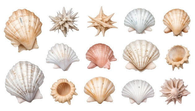 Assorted seashells and sea urchins arranged on a black background, marine life collection display .