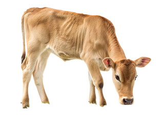 A light brown calf with its head down as if grazing isolated on a black background in a studio shot