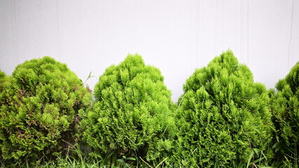 Small green pine bushes, used to decorate the house