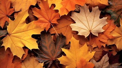 Fototapeta premium Autumn leaves background texture fall foliage maple leaf seasonal backdrop
