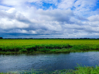 Fototapeta premium green grass and blue sky with clouds