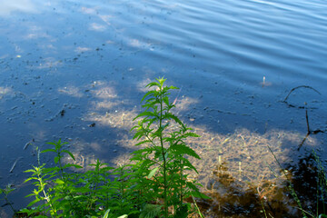 Gypsywort, lycopus europaeus near the river	