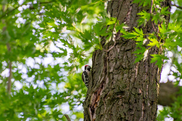 Obraz premium the great spotted woodpecker perched on a tree