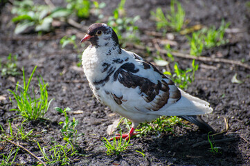 white and black pigeon on the ground
