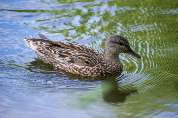  mallard duck swimming on the lake and reflected in the water