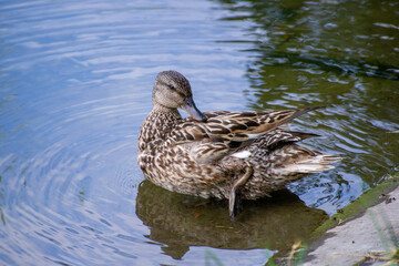  mallard duck swimming on the lake and rpreening its feathers