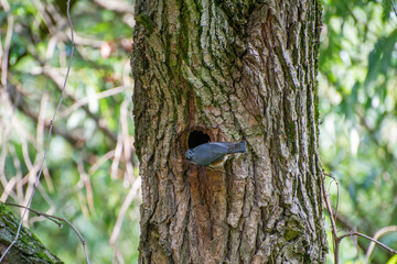 the eurasian nuthatch entering tree hole