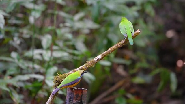 Blue-winged Leafbird ( Chloropsis cochinchinensis) male and female bird on a branch