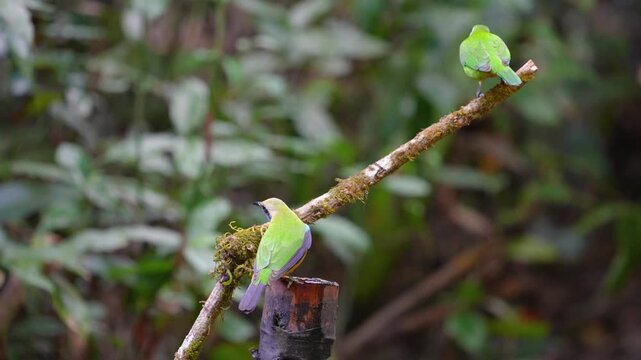 Blue-winged Leafbird ( Chloropsis cochinchinensis) male and female bird on a branch