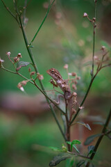 lizard on a plant