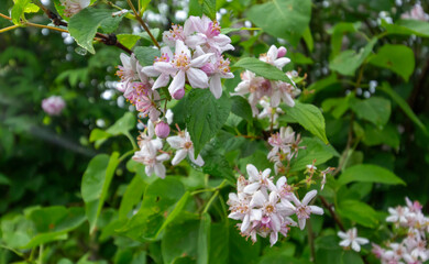 A genus of perennial woody plants of the hydrangea family pink Deutsia