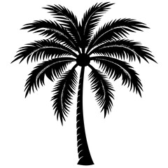 silhouette of palm tree