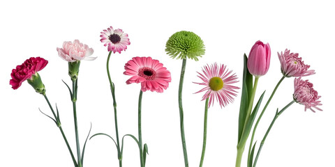 Assorted pink and green flowers arranged horizontally on white background pink flowers green stems