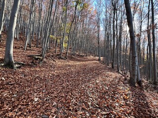 forest path covered with leaves
