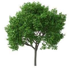 Obraz premium Beautiful lush green tree with detailed leaves and trunk isolated on a transparent background