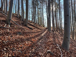 forest path covered with leaves