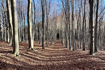 forest path covered with leaves