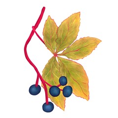 Wild grapevine hand drawn illustration with deep blue berries and vibrant autumn leaves, soft texture. Ideal for botanical projects, seasonal decor, packaging, or educational materials.
