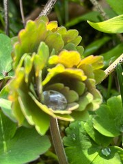 green leaf with water drops