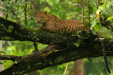 A Leopard resting on a tree branch