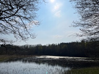 Obraz premium lake in the forest