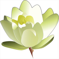 vector illustration of a water lily