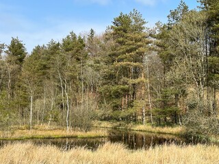 reeds in the lake