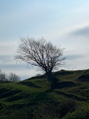 lonely tree on the hill