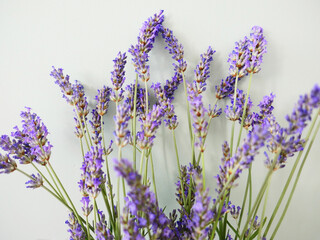 Fototapeta premium Lavande-bouquet-05