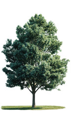 Obraz premium Lush green tree on a grassy plain