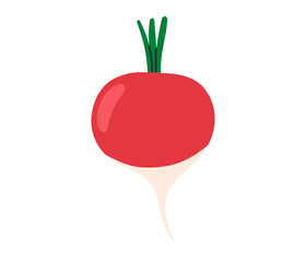 Fresh pink radish. Vegetable icon. Healthy vegetarian food. Hand drawn flat vector illustration isolated on white background