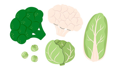 Cabbage set. Cauliflower, broccoli, chinese cabbage. Vegetable icon. Healthy vegetarian food. Hand drawn flat vector illustration isolated on white background