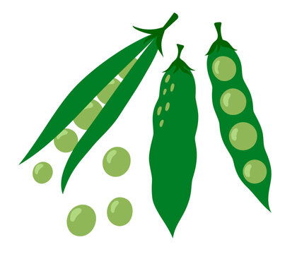 Peas set. Green pea pod. Vegetable icon. Healthy vegetarian food. Hand drawn flat vector illustration isolated on white background