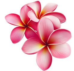 Obraz premium Elegant vector illustration of three vivid pink plumeria flowers on a transparent background