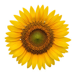 Sunflower Head PNG – Bright Yellow Bloom Facing Forward for Summer and Nature Designs