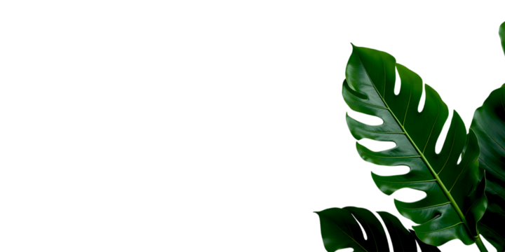 Close up of lush green tropical plant leaves with unique patterns isolated on transparent background