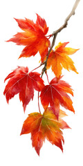 Fototapeta premium Vibrant autumn leaves on a branch