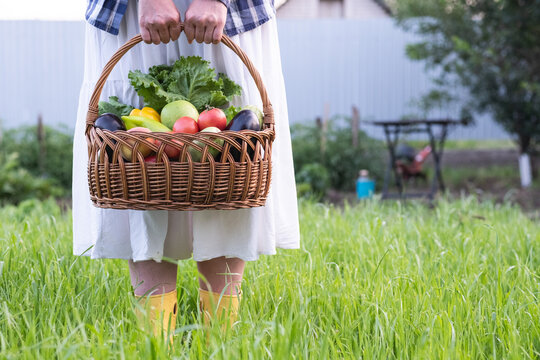 In a lovely garden, a woman in a stunning white dress holds a basket full of fresh vegetables and fruits in the garden. - Powered by Adobe