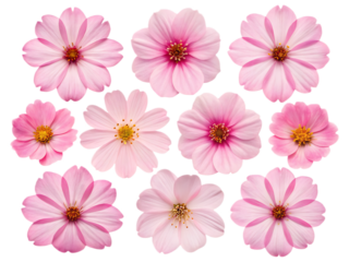 A collection of ten pink cosmos flowers with varying shades and petal arrangements on a black background