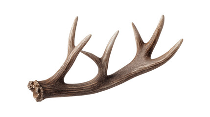 Single Deer Antler Isolated on Transparent Area