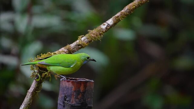 Blue-winged Leafbird ( Chloropsis cochinchinensis) female  bird on a branch