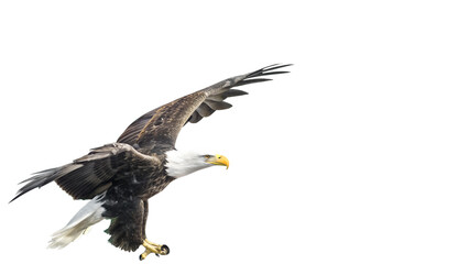 A bald eagle with wings spread wide against a black background showing its feathers and talons well