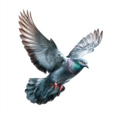 A pigeon in flight against a white background.  Detailed view of its wings spread wide, showing feather patterns and colors.  The bird is in mid-air,  with a slightly angled perspective