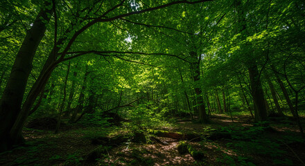 Fototapeta premium Sunlight filtering through a lush green canopy in a serene, deep temperate forest wilderness.