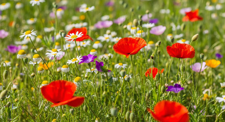 Fototapeta premium Vibrant summer meadow blooming with a colorful array of wild flowers, including red poppies and white daisies.