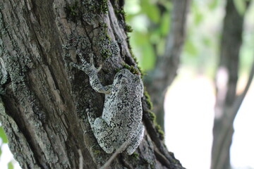 Obraz premium A gray tree frog climbing a tree