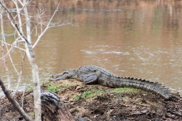alligator in the swamp