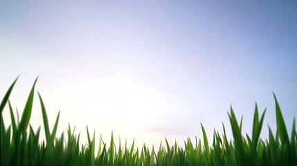 Fototapeta premium Serene rural field with vibrant green grass blades under soft morning sky, illuminated by gentle sunlight and light haze, evoking peaceful and fresh atmosphere